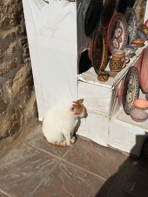 IMG_3408.jpeg